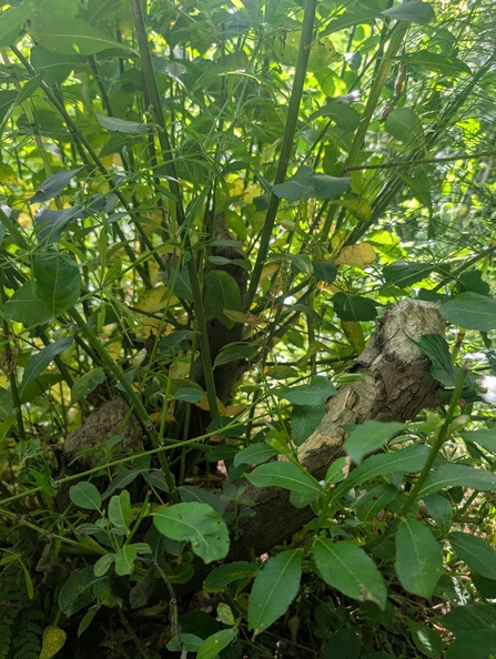 Coppiced willow regrowth at the Dorset Beaver Project site