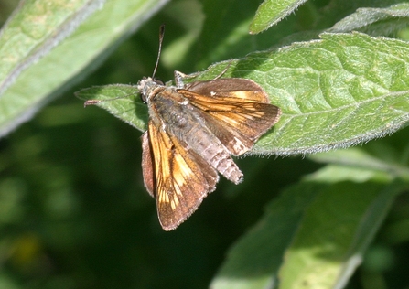 Lulworth skipper 
