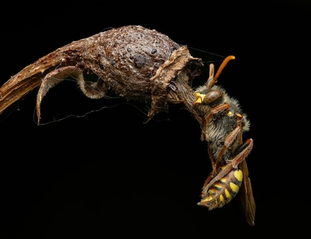 Nomad bee on an old rose