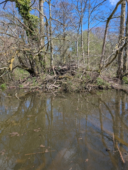 Beaver lodge at the Dorset Beaver Project site