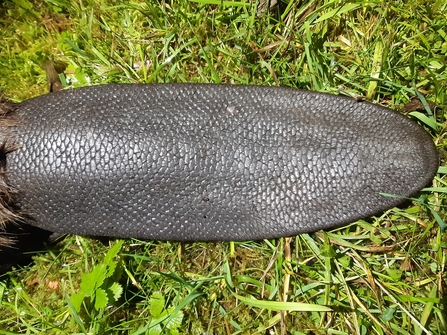 Beaver tail