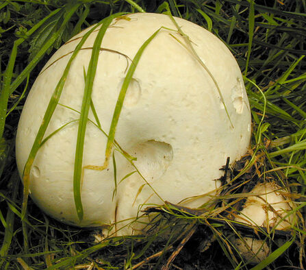 A giant puffball growing in a patch of grass. It's a football-shaped fungus with pockmarked, off-white skin