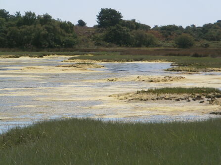 Poole Harbour macroalgal mats
