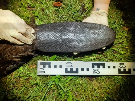 Beaver tail being measured 