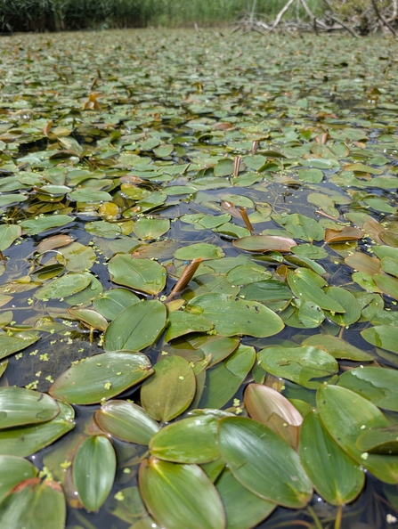 Damselfly on broad-leaved pond weed