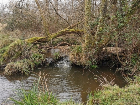 Large woody debris dam