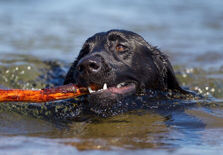 Dog swimming