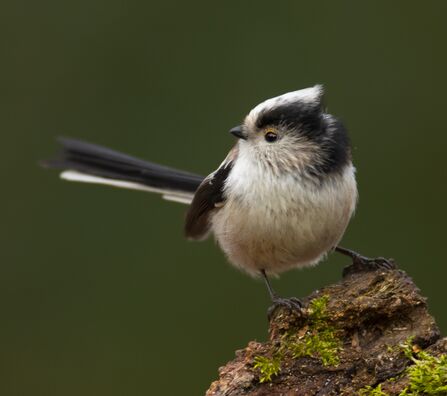 Long-tailed tit