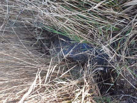 Gaps in reedbeds created by beavers