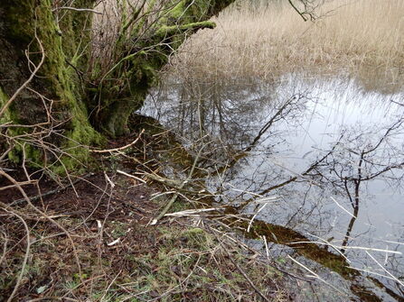Beaver feeding station