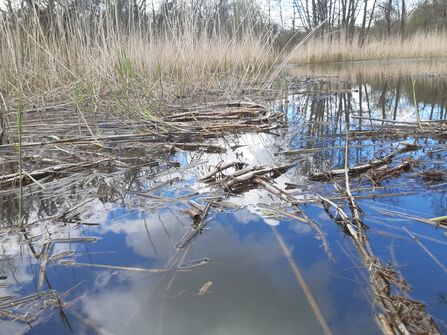 Reeds after beavers have been feeding