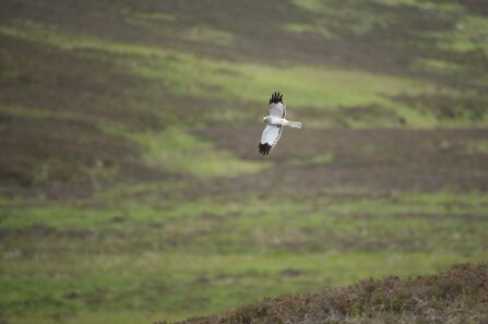 Male hen harrier