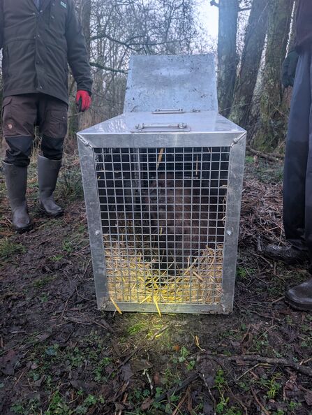 Male beaver ready to be relocated in Cornwall 