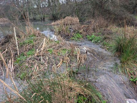 Water channel over beaver dam after heavy rain