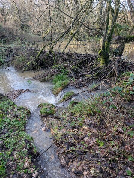 Beaver dam with new channel after heavy rain