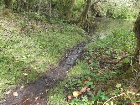 Beaver updates | Dorset Wildlife Trust