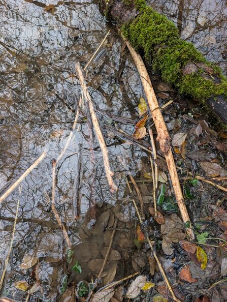 Stripped sticks at a beaver feeding station