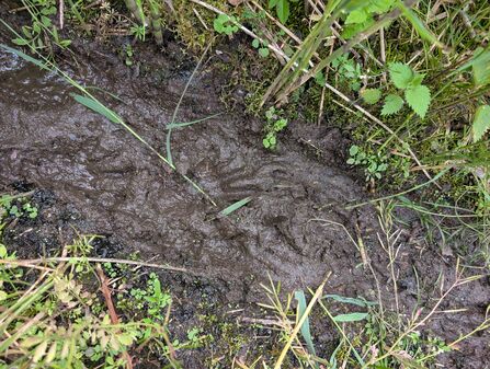 Beaver tracks