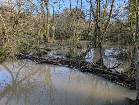 Beaver dam - view from the top