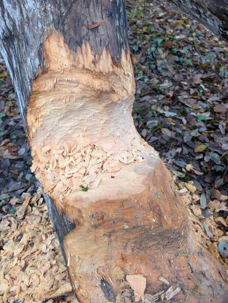 Gnawed tree with wood chips