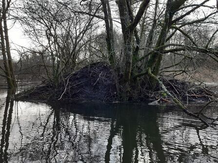 Beaver lodge