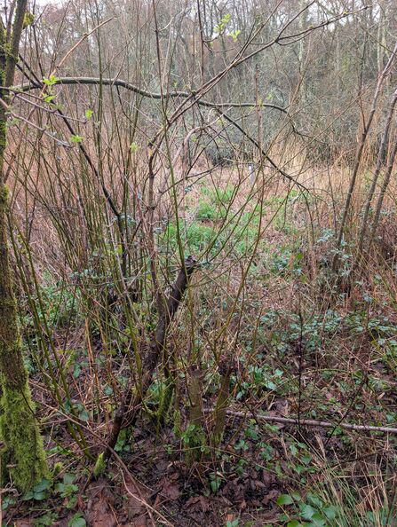 Alder and willow regrowth at the Dorset Beaver Project site