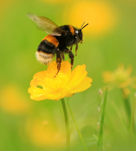 Buff tailed bumblebee on yellow flower