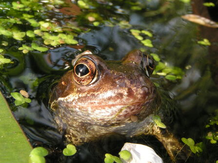 Common frog head peeping out of pond