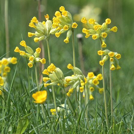 Cowslips