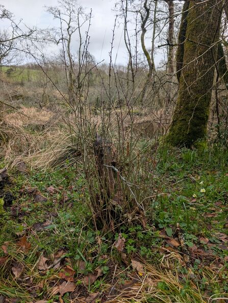 Hawthorn regrowth at Dorset Beaver Project site