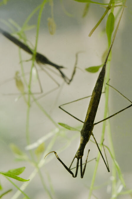 Pond patrol | Dorset Wildlife Trust