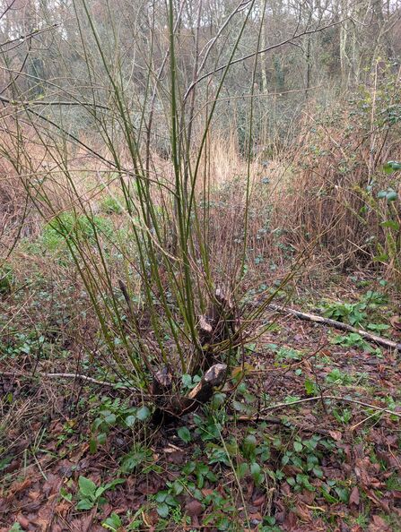 Willow regrowth at the Dorset Beaver Project site