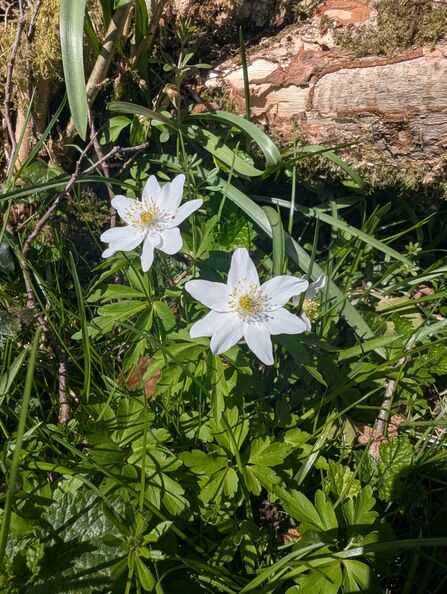 Wood anemone at the Dorset Beaver Project site
