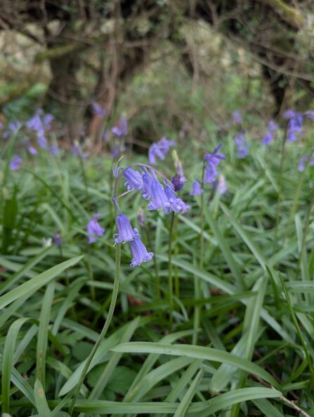 Bluebells at Dorset Beaver Project site