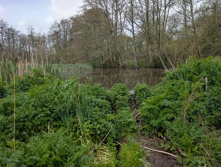 New growth on beaver dam