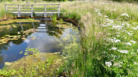 Pond at Charlton Down Nature Area