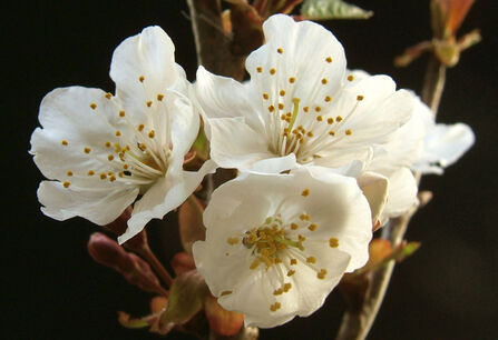 Wild cherry blossom