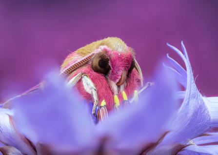 Elephant hawk-moth