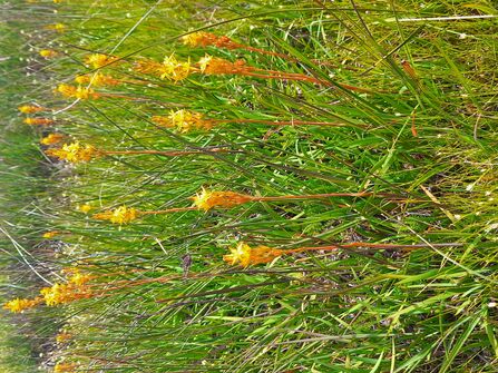 Image of yellow bog asphodel with grass behind