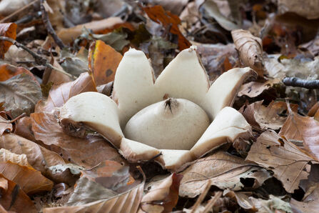 A collared earthstar fungi coming out of the ground amongst brown leaf litter
