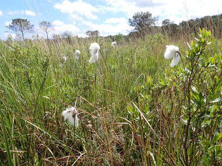 Grass with white cotton ends