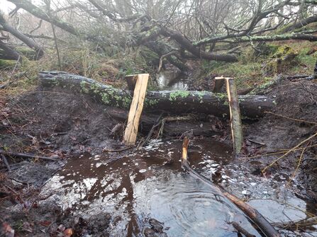 A leaky dam built of natural wood with water beneath