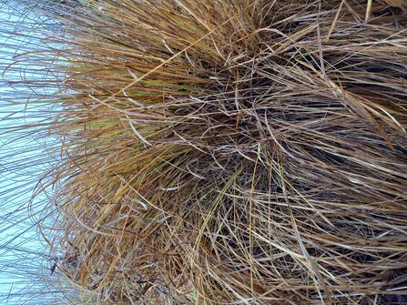 Brown molina plant 