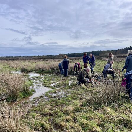 7 volunteers sawing wood and working around a wetland to restore the river