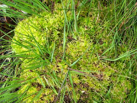Sphagunum moss at slop bog