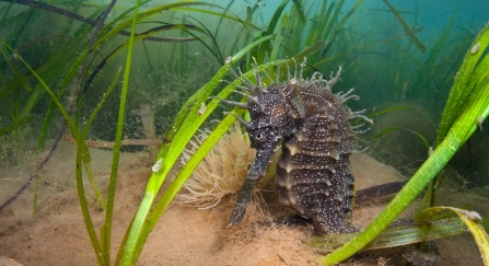 Spiny Seahorse In Seagrass. Dorset © Alexander Mustard/2020VISION