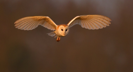 Barn Owl (Tyto alba) hunting UK © Andy Rouse/2020VISION