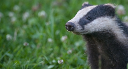 European badger (Meles meles) cub sniffing the air, Summer, Dorset, United Kingdom © Bertie Gregory/2020VISION