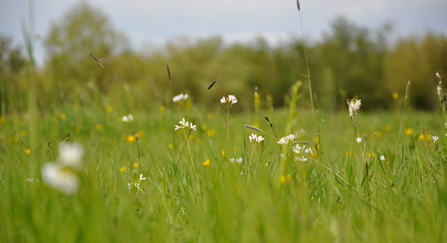 Flowers in grassland