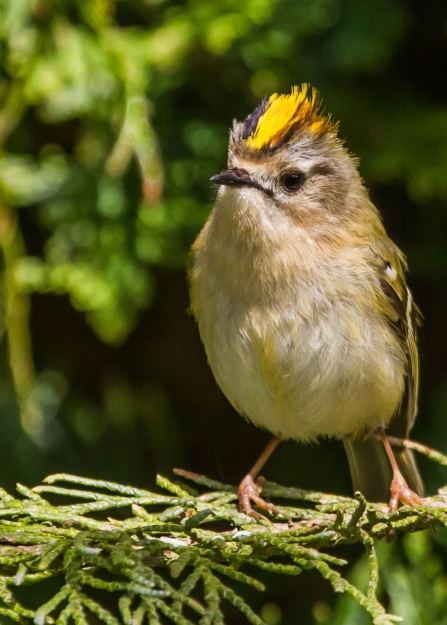 Goldcrest © Andy Morffew